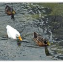 살곶이길 이미지