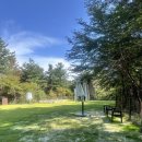 강아지 숲 이미지