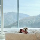 스테이수목 | 가평 애견동반펜션 스테이수목 개별수영장 마운틴뷰 숙소 후기