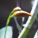 오어트릿 이미지