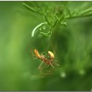 풀잎속의생명 이미지