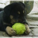 한국진돗개육종연구소 이미지