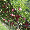 신태양농장 이미지