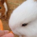 남사농장 이미지