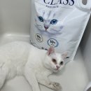 에스(S)펫 이미지