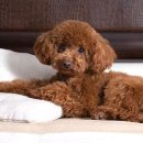 애견백과 - 토이 푸들 (Toy Poodle) 이미지