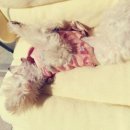 바비 애견샵 이미지