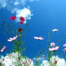 아름다운 이미지