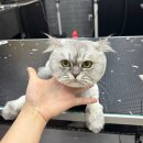 크리스타일 이미지