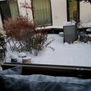 5월 감꽃 10월 홍시 이미지