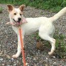 용인시동물보호센터 이미지