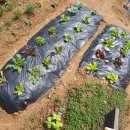 이상태농장 이미지