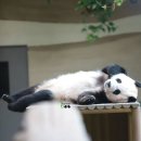 후이도 아직 애기같아요ㅠㅠ 이미지