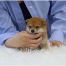 몽냥몽냥 이미지