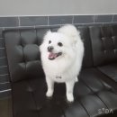 개컷 이미지