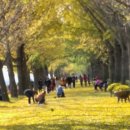 곡교천 은행나무길 이미지