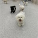 부산애견호텔 댕스스쿨 | 사하구애견호텔 마음껏 뛰노는 댕스스쿨