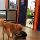 하꾸나마루다 이미지