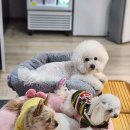 몽글몽글 애견카페 이미지