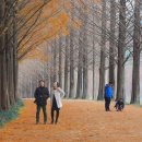 군청 메타세콰이어길 이미지