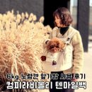 텐마일 | 강아지 이동가방 컴피라비올리 텐마일백 6kg 노령견 앞가방 후기