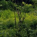 나는숲이다 이미지