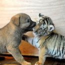 하룻강아지 이미지