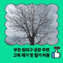 프로세탁소 | 부천 원미구 공장 주변 고목 제거 및 철거 비용