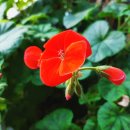 더노벰버스테이 Daum카페