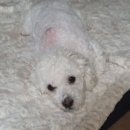 푸른종합동물병원 이미지