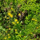 병원순례를 하고 한강변 꽃나무길을 걷다 이미지