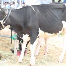 진일목장 이미지