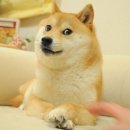 댕댕이# 이미지