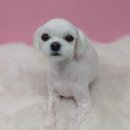 더(The)예쁘개 이미지