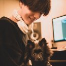 청춘 고양이 카페 이미지