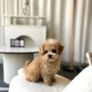 젠틀펫 이미지
