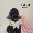 참좋은애견미용실 이미지