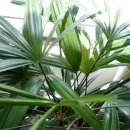 중앙꽃집 이미지