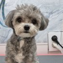 하니 그루밍( Hani Grooming) | 부평 애견미용 - 그루밍 하니의 특별한 미용 이야기