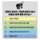 (주)더와이즈벳 | 대형견 강아지 그린벳 알러지 검사 비용과 항목 종류 후기는?