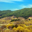 전남 구례 산수유마을 축제장 일원에서 산수유 풍경 이미지