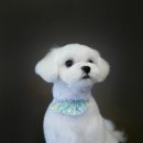 도그이살롱 이미지