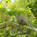 꽃다방 - 장수군 장수로 491 | 수원 등나무꽃 명소 카페 수원빵다방A 삼풍농원 방문 후기