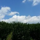 백우농장 이미지