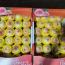 경북의성 반디농원 복숭아(백도)꼬마판매 이미지