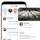도도파파