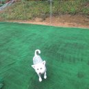 한가람 동물병원(출장진료전문병원) | 🐶 애견호텔 맡기기 전, 꼭 확인해야 할 점 (서산,태안,당진)펫시터계약서