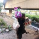 라임고양이 이미지