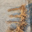 엄나무 두릅나무.판매합니다 이미지