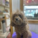 강아지는 미용빨 이미지